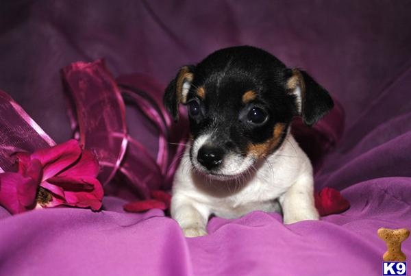 Rat Terrier Puppies